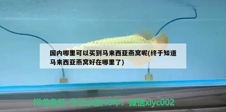 國內哪里可以買到馬來西亞燕窩呢(終于知道馬來西亞燕窩好在哪里了) 馬來西亞燕窩