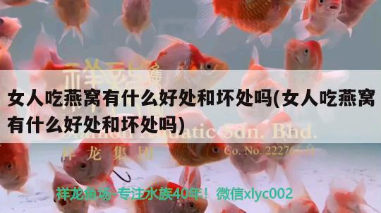 女人吃燕窩有什么好處和壞處嗎(女人吃燕窩有什么好處和壞處嗎)