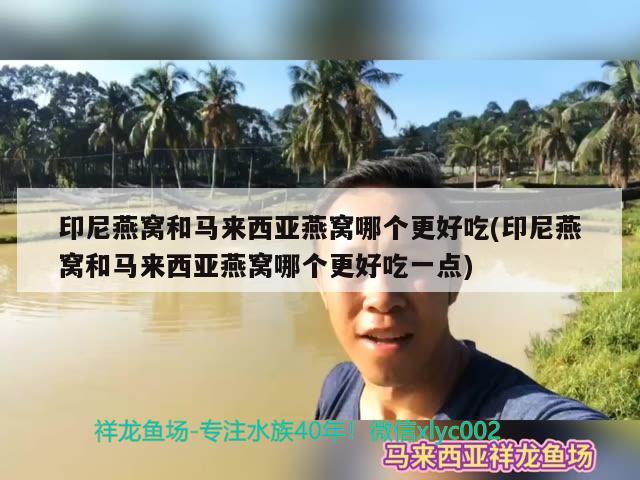 印尼燕窩和馬來西亞燕窩哪個更好吃(印尼燕窩和馬來西亞燕窩哪個更好吃一點) 馬來西亞燕窩