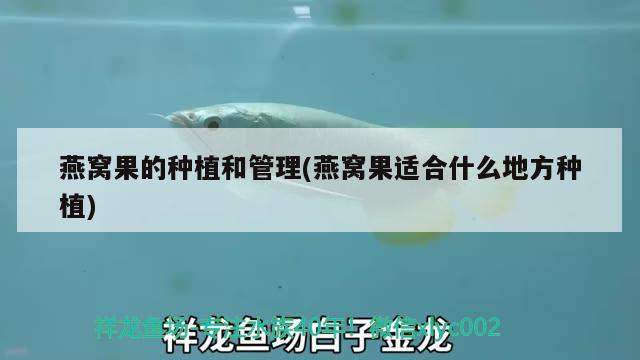 燕窩果的種植和管理(燕窩果適合什么地方種植)