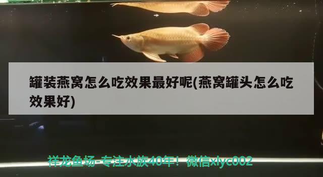 罐裝燕窩怎么吃效果最好呢(燕窩罐頭怎么吃效果好) 馬來西亞燕窩