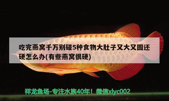 吃完燕窩千萬別碰5種食物大肚子又大又圓還硬怎么辦(有些燕窩很硬) 馬來西亞燕窩