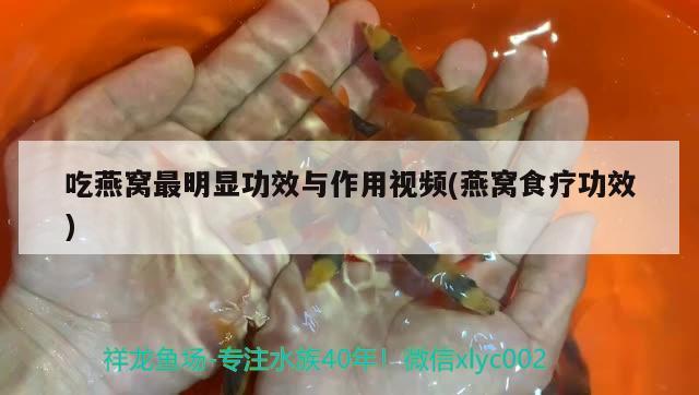 吃燕窩最明顯功效與作用視頻(燕窩食療功效) 馬來西亞燕窩 第2張