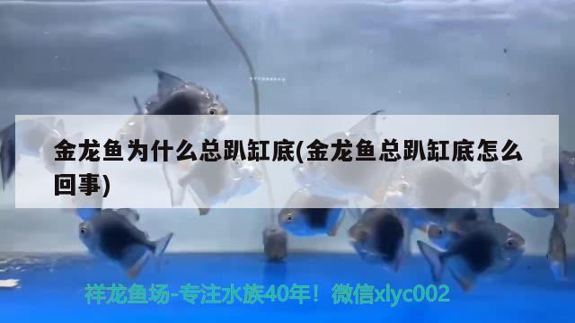 金龍魚為什么總趴缸底(金龍魚總趴缸底怎么回事) 斑馬鴨嘴魚