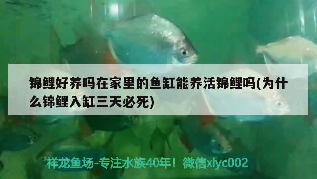 錦鯉好養(yǎng)嗎在家里的魚缸能養(yǎng)活錦鯉嗎(為什么錦鯉入缸三天必死) 女王大帆魚