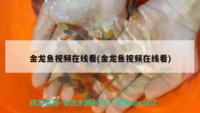 金龍魚視頻在線看(金龍魚視頻在線看) 養(yǎng)魚知識