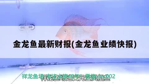 金龍魚最新財報(金龍魚業(yè)績快報) 虎紋銀版魚