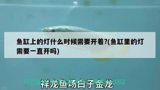 魚(yú)缸上的燈什么時(shí)候需要開(kāi)著?(魚(yú)缸里的燈需要一直開(kāi)嗎)