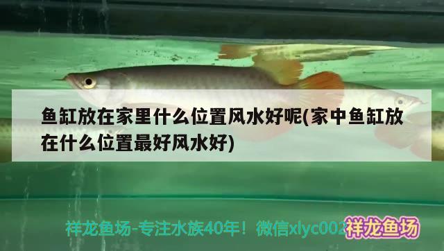 魚缸放在家里什么位置風(fēng)水好呢(家中魚缸放在什么位置最好風(fēng)水好) 魚缸風(fēng)水