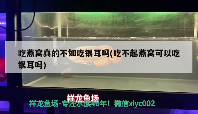 吃燕窩真的不如吃銀耳嗎(吃不起燕窩可以吃銀耳嗎) 馬來西亞燕窩