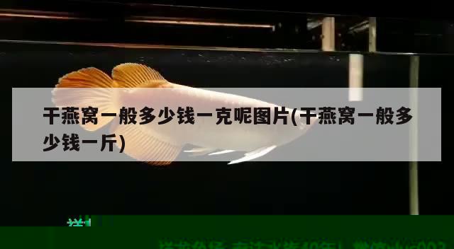 干燕窩一般多少錢一克呢圖片(干燕窩一般多少錢一斤) 馬來西亞燕窩