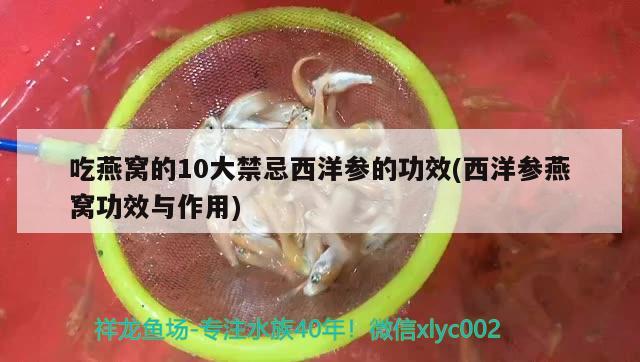 吃燕窩的10大禁忌西洋參的功效(西洋參燕窩功效與作用) 馬來西亞燕窩