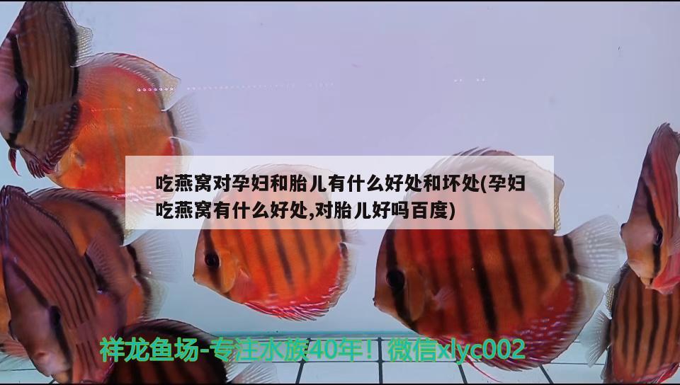 吃燕窩對孕婦和胎兒有什么好處和壞處(孕婦吃燕窩有什么好處,對胎兒好嗎百度)