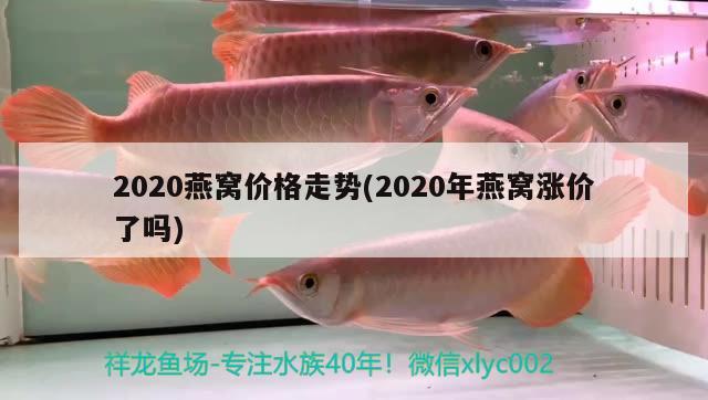 2020燕窩價格走勢(2020年燕窩漲價了嗎)