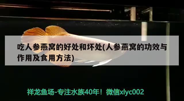 吃人參燕窩的好處和壞處(人參燕窩的功效與作用及食用方法)