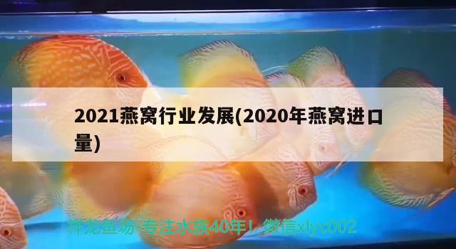 2021燕窩行業(yè)發(fā)展(2020年燕窩進(jìn)口量)