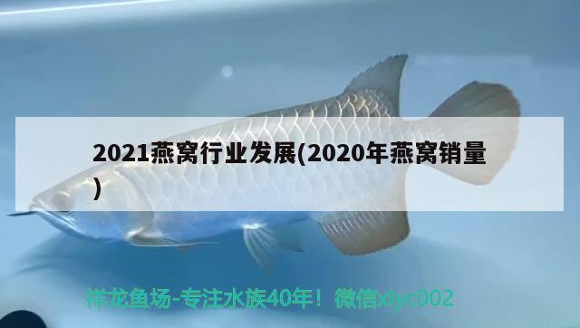 2021燕窩行業(yè)發(fā)展(2020年燕窩銷量) 馬來西亞燕窩