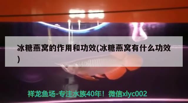 冰糖燕窩的作用和功效(冰糖燕窩有什么功效) 馬來(lái)西亞燕窩