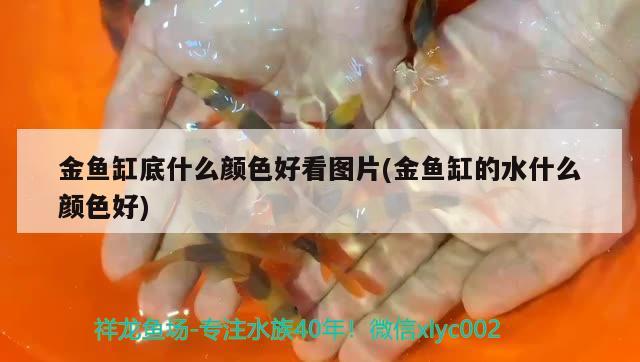 金魚缸底什么顏色好看圖片(金魚缸的水什么顏色好)