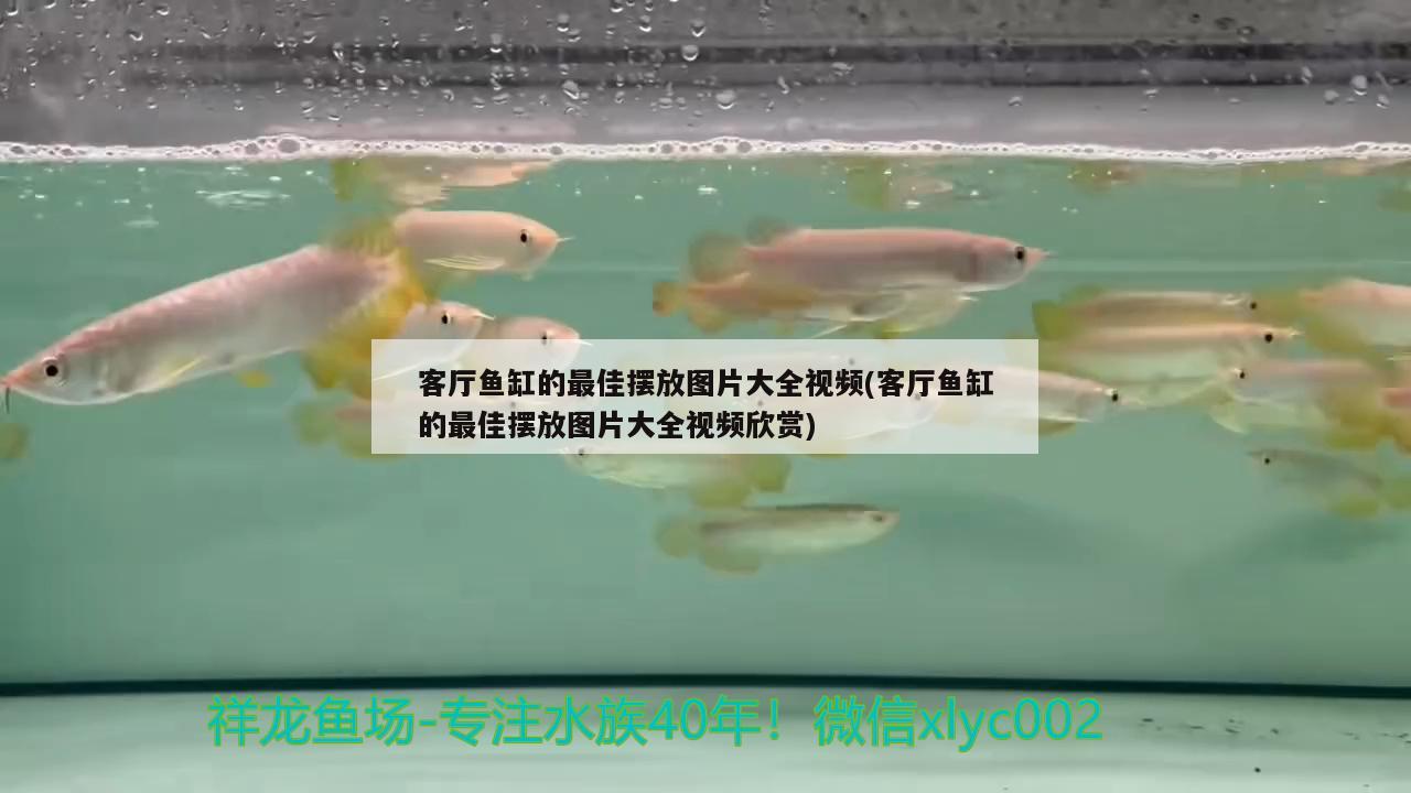 客廳魚(yú)缸的最佳擺放圖片大全視頻(客廳魚(yú)缸的最佳擺放圖片大全視頻欣賞) 溫控設(shè)備