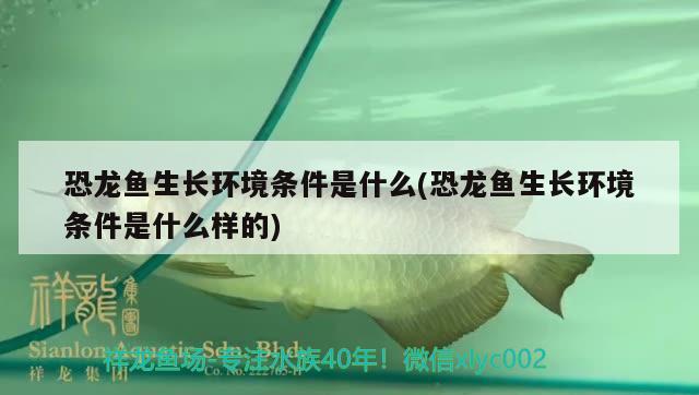 恐龍魚生長環(huán)境條件是什么(恐龍魚生長環(huán)境條件是什么樣的)