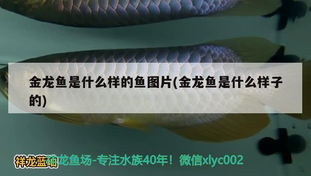 金龍魚是什么樣的魚圖片(金龍魚是什么樣子的)