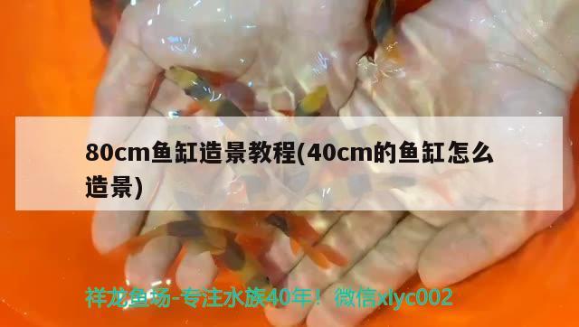 80cm魚(yú)缸造景教程(40cm的魚(yú)缸怎么造景)