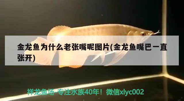 金龍魚為什么老張嘴呢圖片(金龍魚嘴巴一直張開) 黑白雙星魚