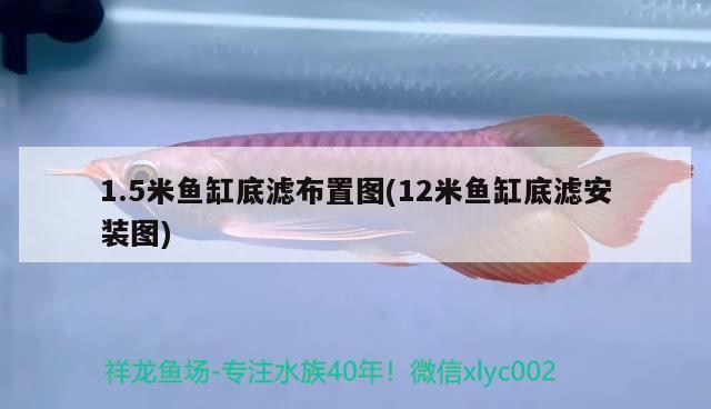 1.5米魚(yú)缸底濾布置圖(12米魚(yú)缸底濾安裝圖) 黃金眼鏡蛇雷龍魚(yú)