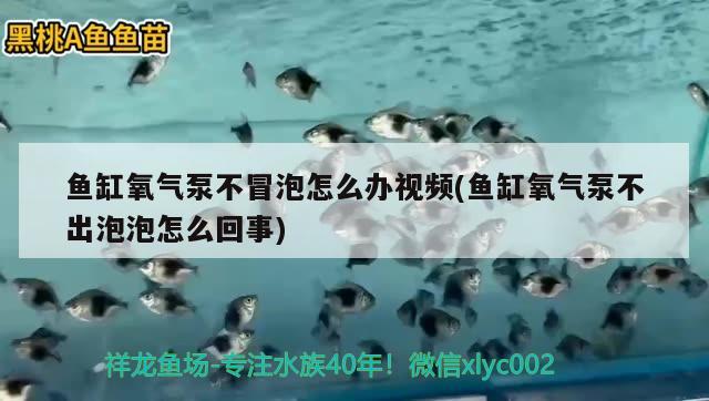 魚缸氧氣泵不冒泡怎么辦視頻(魚缸氧氣泵不出泡泡怎么回事) 綠皮皇冠豹魚