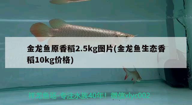 金龍魚(yú)原香稻2.5kg圖片(金龍魚(yú)生態(tài)香稻10kg價(jià)格)