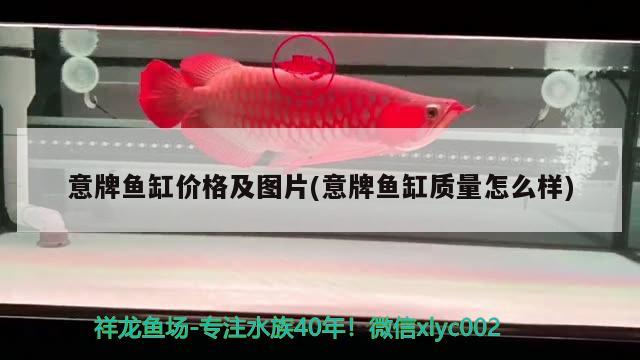 意牌魚(yú)缸價(jià)格及圖片(意牌魚(yú)缸質(zhì)量怎么樣) 過(guò)背金龍魚(yú)