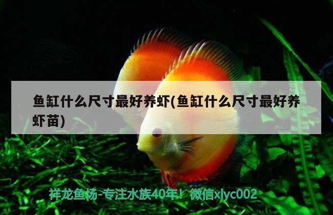 魚缸什么尺寸最好養(yǎng)蝦(魚缸什么尺寸最好養(yǎng)蝦苗) 二氧化碳設(shè)備