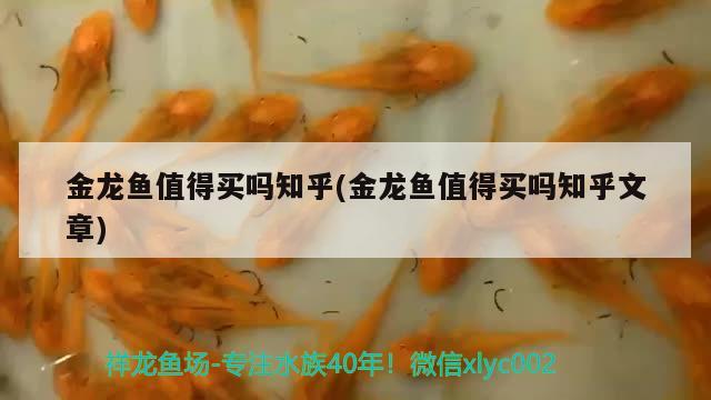 金龍魚值得買嗎知乎(金龍魚值得買嗎知乎文章) 泰國雪鯽魚