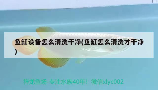 魚(yú)缸設(shè)備怎么清洗干凈(魚(yú)缸怎么清洗才干凈) 三間鼠魚(yú)