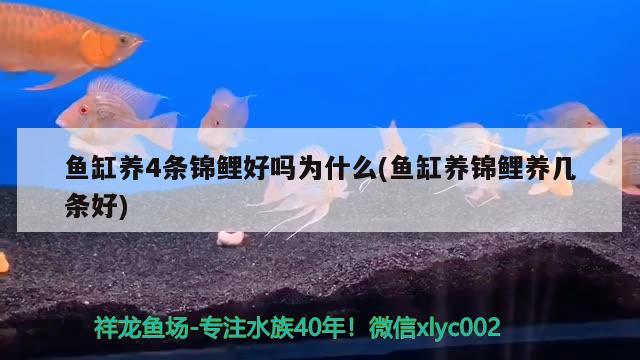 魚缸養(yǎng)4條錦鯉好嗎為什么(魚缸養(yǎng)錦鯉養(yǎng)幾條好) 泰國(guó)虎魚