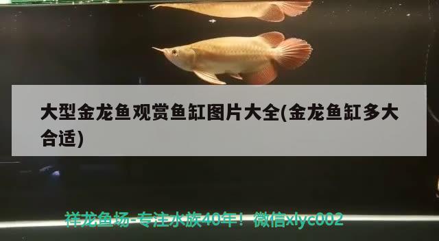 大型金龍魚觀賞魚缸圖片大全(金龍魚缸多大合適)