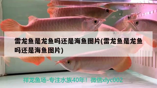 雷龍魚是龍魚嗎還是海魚圖片(雷龍魚是龍魚嗎還是海魚圖片) 肥料