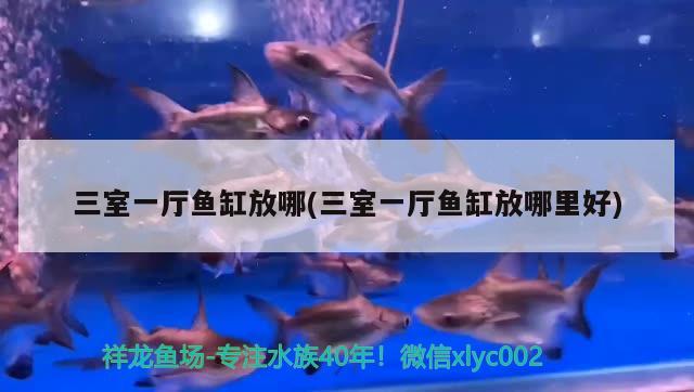 三室一廳魚缸放哪(三室一廳魚缸放哪里好)