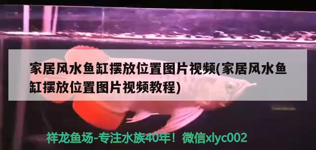 家居風水魚缸擺放位置圖片視頻(家居風水魚缸擺放位置圖片視頻教程)