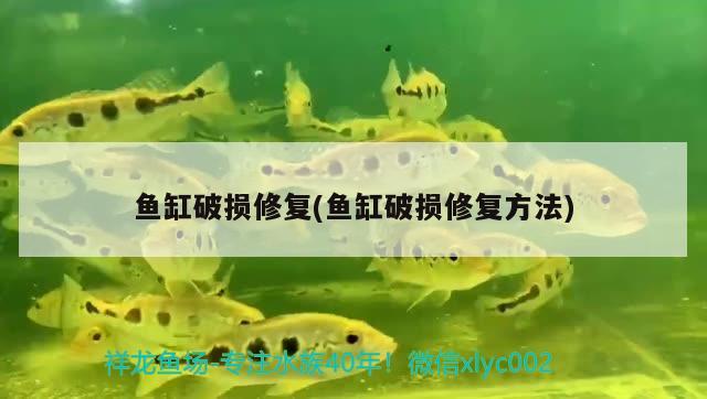 魚缸破損修復(魚缸破損修復方法)