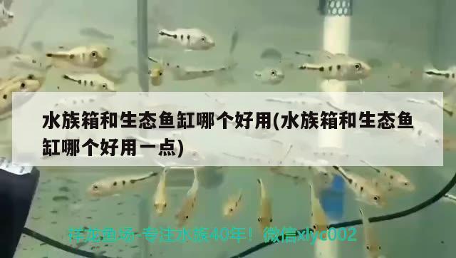 水族箱和生態(tài)魚缸哪個(gè)好用(水族箱和生態(tài)魚缸哪個(gè)好用一點(diǎn))