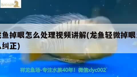 龍魚掉眼怎么處理視頻講解(龍魚輕微掉眼怎么糾正) 斯維尼關刀魚