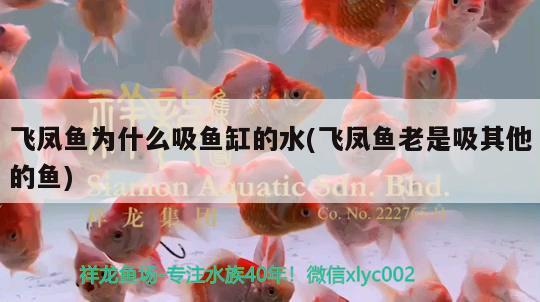 飛鳳魚為什么吸魚缸的水(飛鳳魚老是吸其他的魚) 飛鳳魚