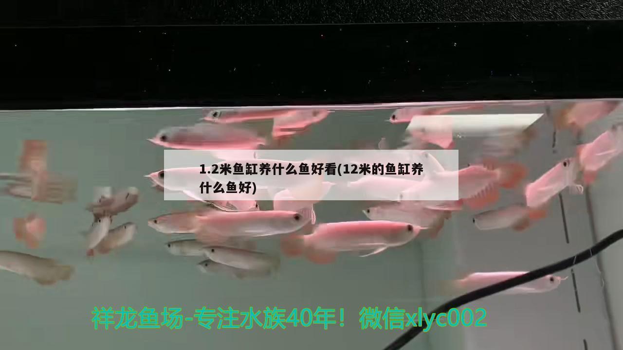 1.2米魚(yú)缸養(yǎng)什么魚(yú)好看(12米的魚(yú)缸養(yǎng)什么魚(yú)好) 月光鴨嘴魚(yú)