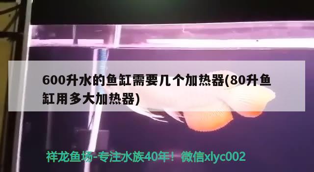 600升水的魚缸需要幾個(gè)加熱器(80升魚缸用多大加熱器) 高背金龍魚