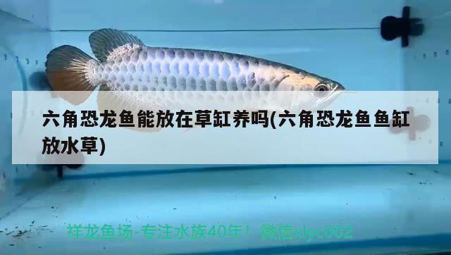 六角恐龍魚能放在草缸養(yǎng)嗎(六角恐龍魚魚缸放水草)