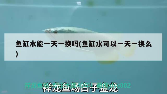 魚缸水能一天一換嗎(魚缸水可以一天一換么)