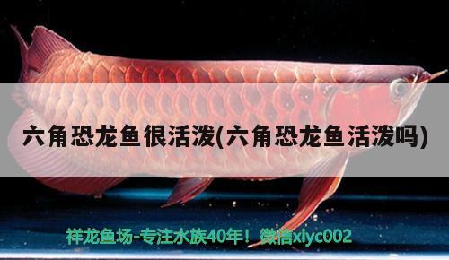 六角恐龍魚很活潑(六角恐龍魚活潑嗎) 印尼四紋虎 第2張