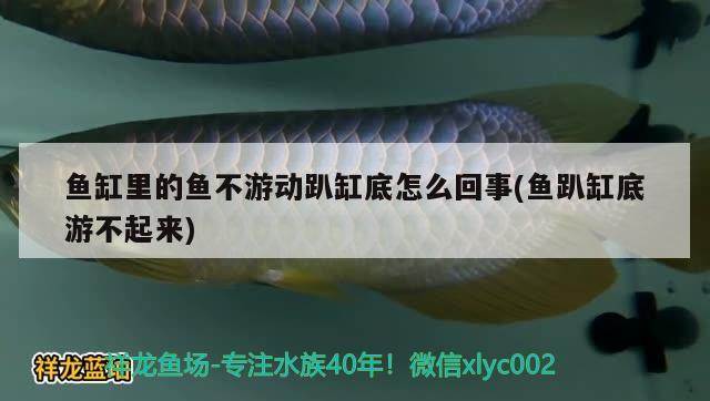 魚缸里的魚不游動趴缸底怎么回事(魚趴缸底游不起來) 水族世界